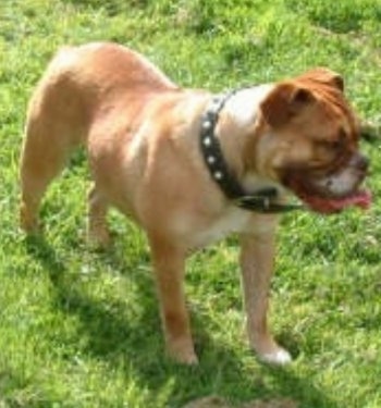 The front right side of a tan with white Victorian Bulldog that is standing across a grass surface, it is looking to the right, its mouth is open and its big wide tongue is sticking out. It has wrinkles on is forehead and small fold over ears.